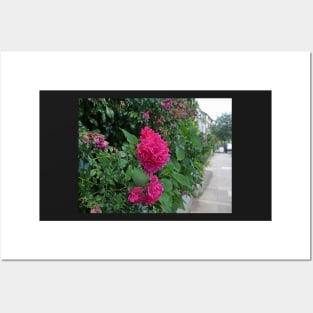 Red flower greeting card for loved one Posters and Art